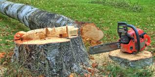 Best Tree Preservation Services  in Manor, TX