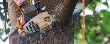  Manor, TX Tree Services Pros