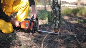 Best Utility Line Clearance  in Manor, TX