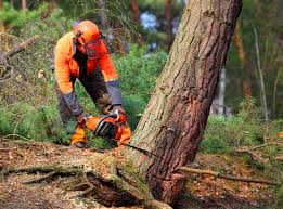 Best Lot and Land Clearing  in Manor, TX
