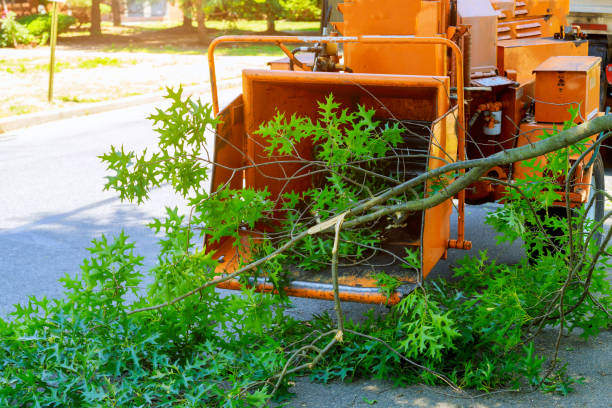Best Palm Tree Trimming  in Manor, TX