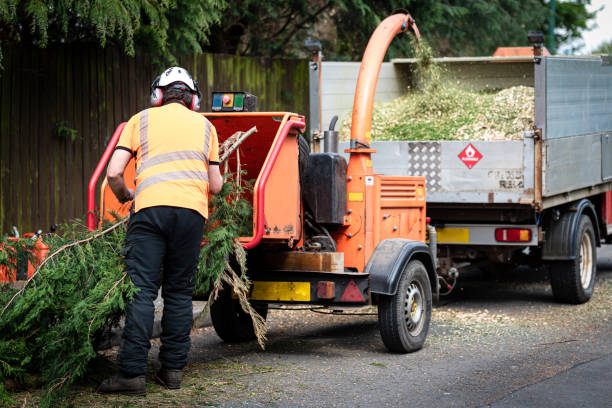 Best Tree Health Inspection  in Manor, TX