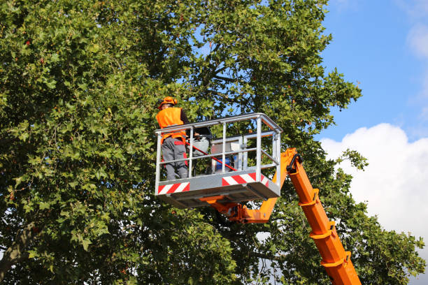 Best Tree Risk Assessment  in Manor, TX