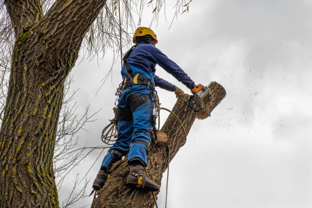 Best Tree and Shrub Care  in Manor, TX