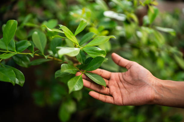 Trusted Manor, TX Tree Services Experts