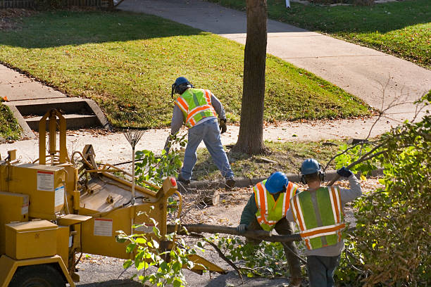 Best Lawn Maintenance Plans  in Manor, TX