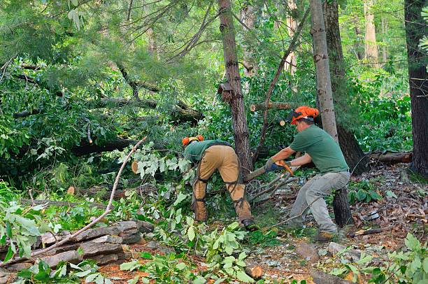 How Our Tree Care Process Works  in  Manor, TX