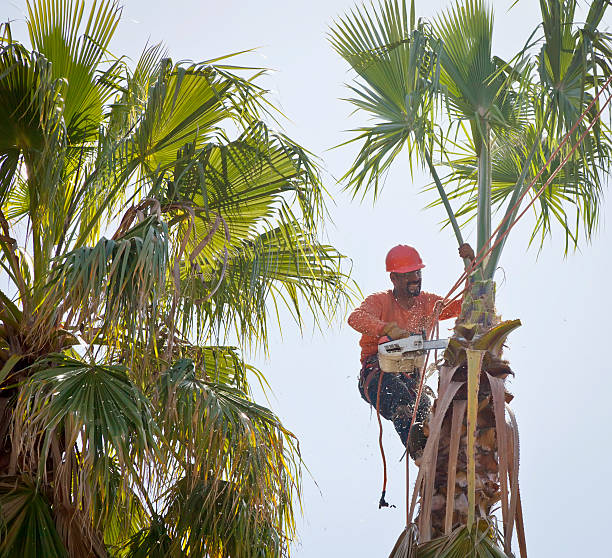 Best Commercial Tree Services  in Manor, TX