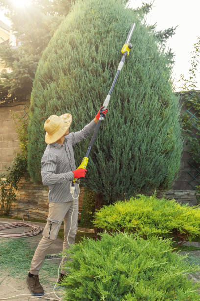 Best Emergency Tree Removal  in Manor, TX