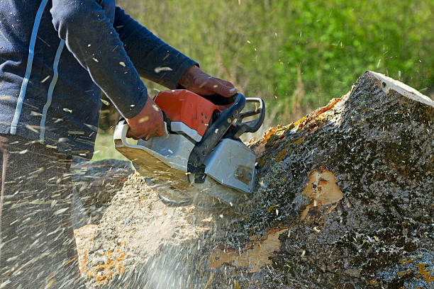 Best Lawn Watering Services  in Manor, TX